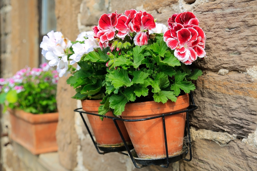 Top in pot, binnen én buiten: de Pelargonium! - Tuincentrum Borghuis