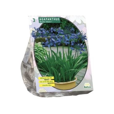 Agapanthus donkerblauw 3st