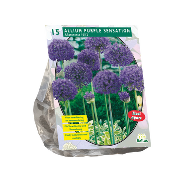 Allium Aflatunense Purple Sensation per 15