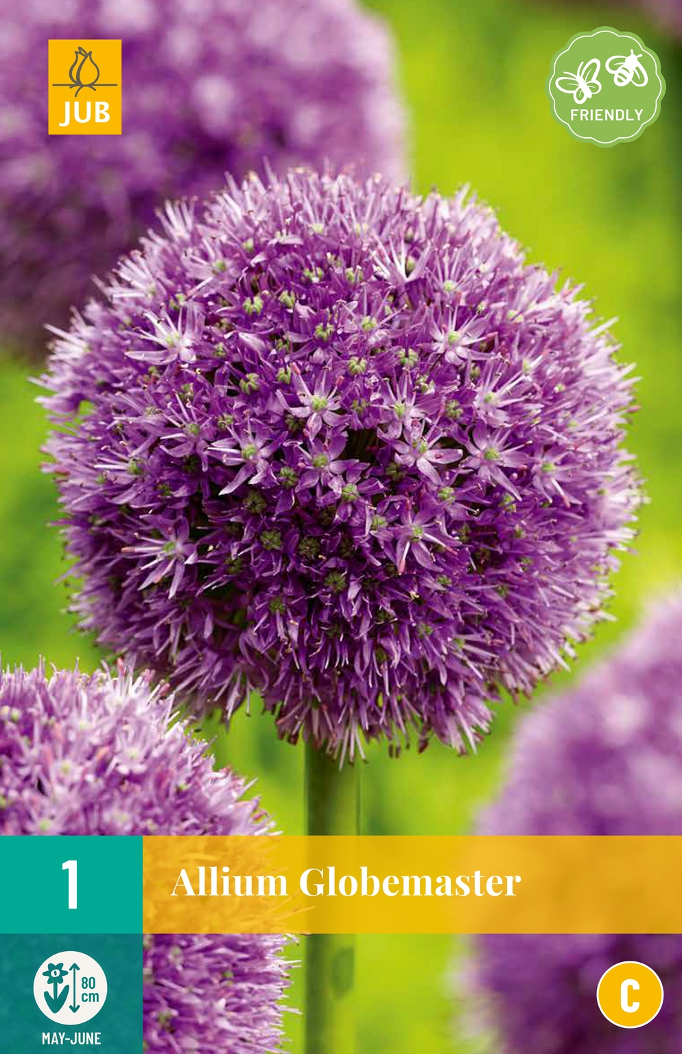 Allium Globemaster Tuincentrum Borghuis