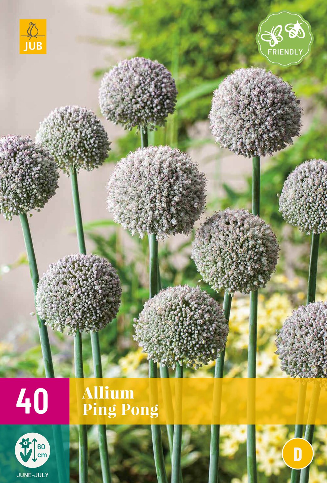 Allium Ping Pong Tuincentrum Borghuis