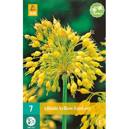 Allium Yellow Fantasy