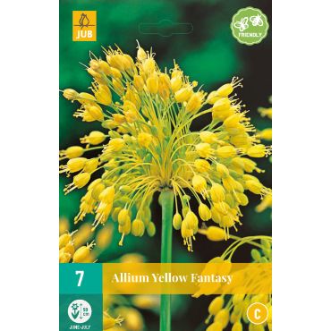 Allium Yellow Fantasy