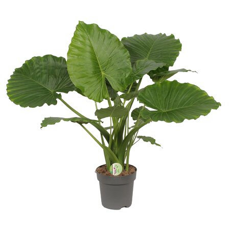 Alocasia Gageana 'California' Ø21 cm