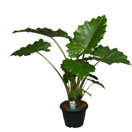 Alocasia Portadora - afbeelding 1