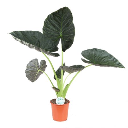 Alocasia regal shield - afbeelding 1