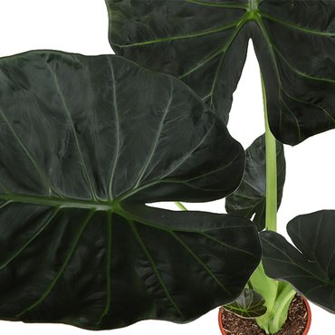 Alocasia regal shield - afbeelding 2