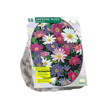 Anemone Blanda, mix per 50 - afbeelding 1