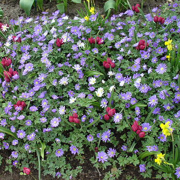 Anemone Blanda, mix per 50 - afbeelding 2