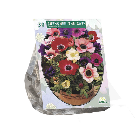 Anemone de Caen, mix per 30