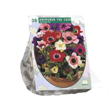 Anemone de Caen, mix per 30