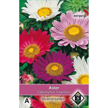 Aster chinensis Surpresso - afbeelding 1