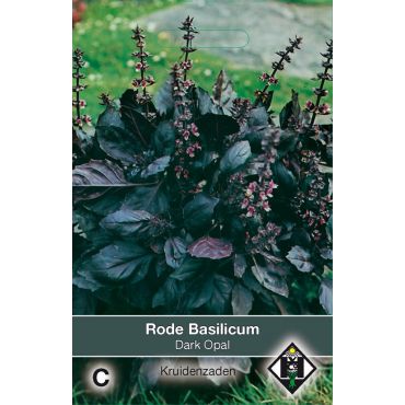 Basilicum Dark Opal / Ocimum - afbeelding 1