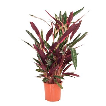 Calathea triostar