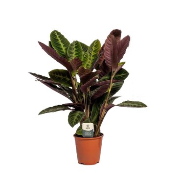 Calathea Warscewiczii - Air so pure Ø19 cm