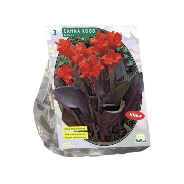Canna donkerroodbladig rood 3st