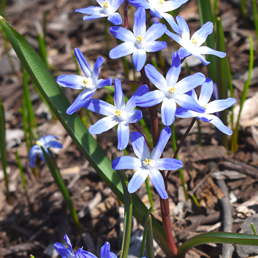 Stinzen - Chionodoxa forbesii - afbeelding 2