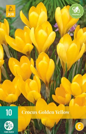 Crocus Golden Yellow