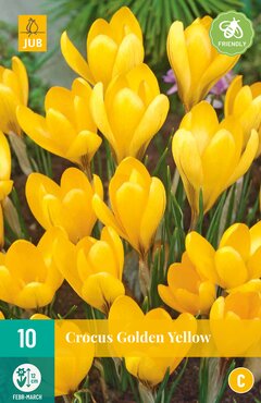 Crocus Golden Yellow