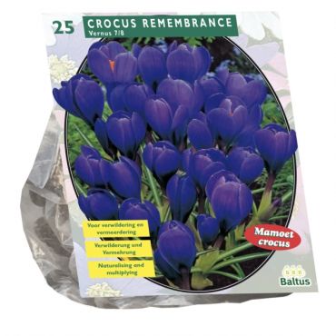 Crocus Grootbloemig, Blauw