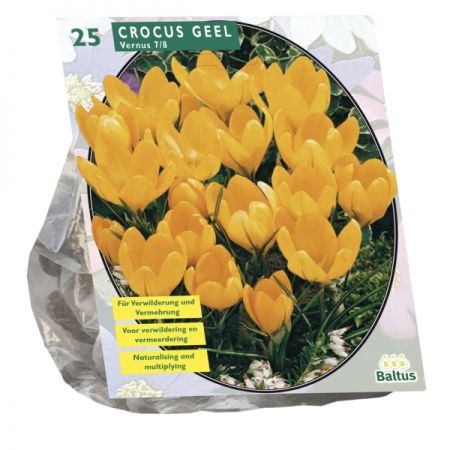 Crocus Grootbloemig, Geel