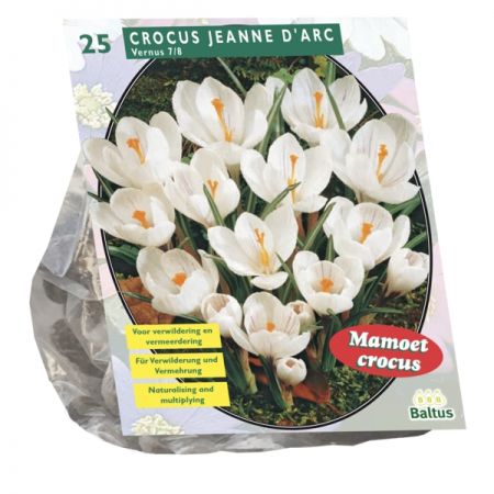 Crocus Grootbloemig, Wit