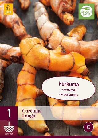 Curcuma longa