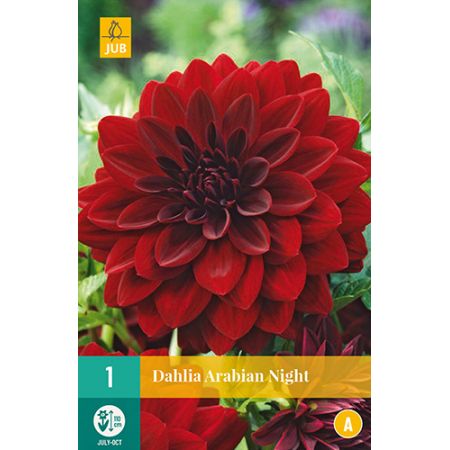 Dahlia arabian night 1st