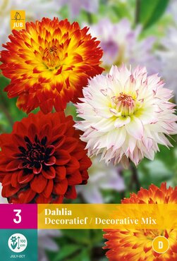 Dahlia decoratief mix