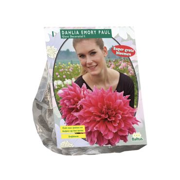 Dahlia emory paul super 1st