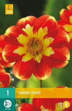 Dahlia Pooh