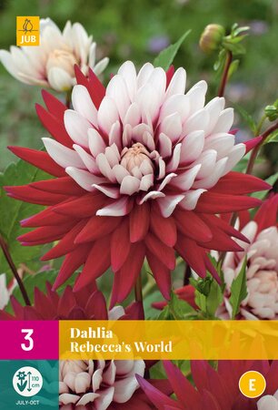 Dahlia rebeccas world