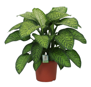 Dieffenbachia Seguine Tropic Jewel