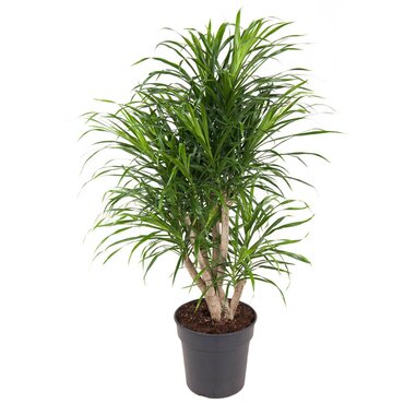 Dracaena 'Anita' vertakt Ø24 cm