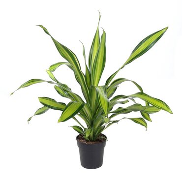 Dracaena Burley