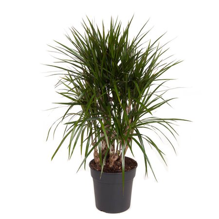 Dracaena Marginata Ø24 cm