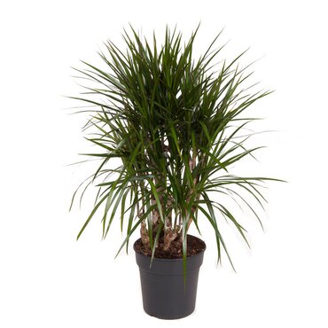 Dracaena Marginata Ø24 cm