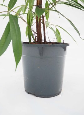 Ficus Binnendijkii 'Amstel King' Ø24 cm - afbeelding 2