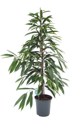 Ficus Binnendijkii 'Amstel King' Ø24 cm - afbeelding 1