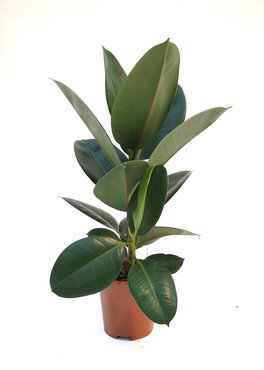 Ficus elastica 'robusta' Ø16 cm