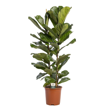 Ficus Lyrata
