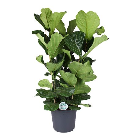 Ficus lyrata 3-tak - afbeelding 1