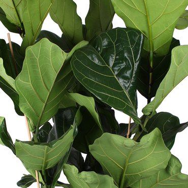 Ficus lyrata 3-tak - afbeelding 2