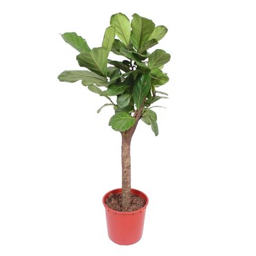 Ficus Lyrata op stam Ø34 cm