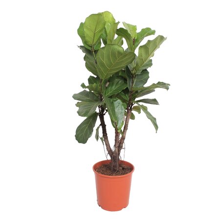 Ficus Lyrata Ø30 cm