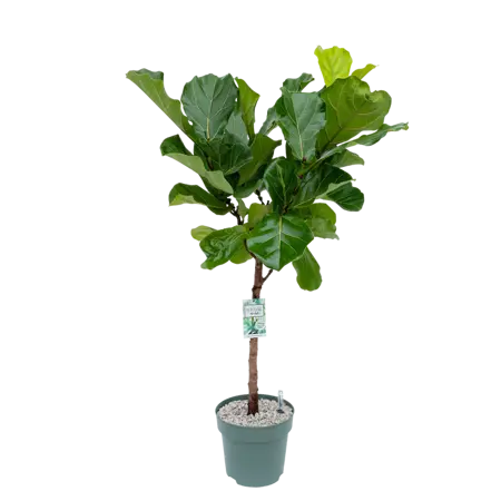 Ficus Lyrata op stam Ø27 cm - afbeelding 1