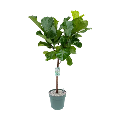 Ficus Lyrata op stam Ø27 cm - afbeelding 1