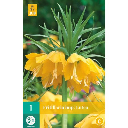 Fritillaria imp. Lutea