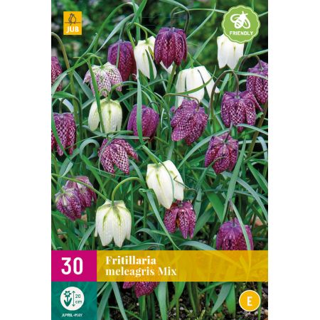 Fritillaria meleagris Mix