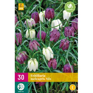 Fritillaria meleagris Mix